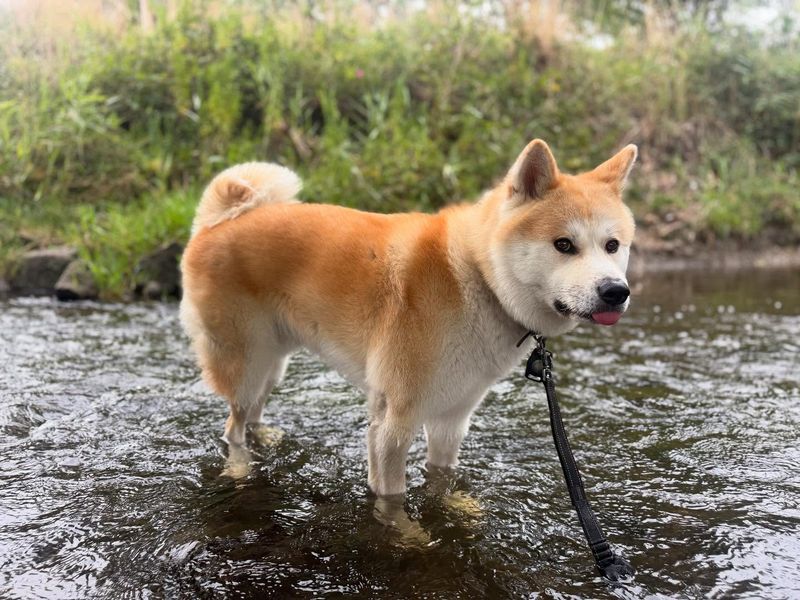 Akita