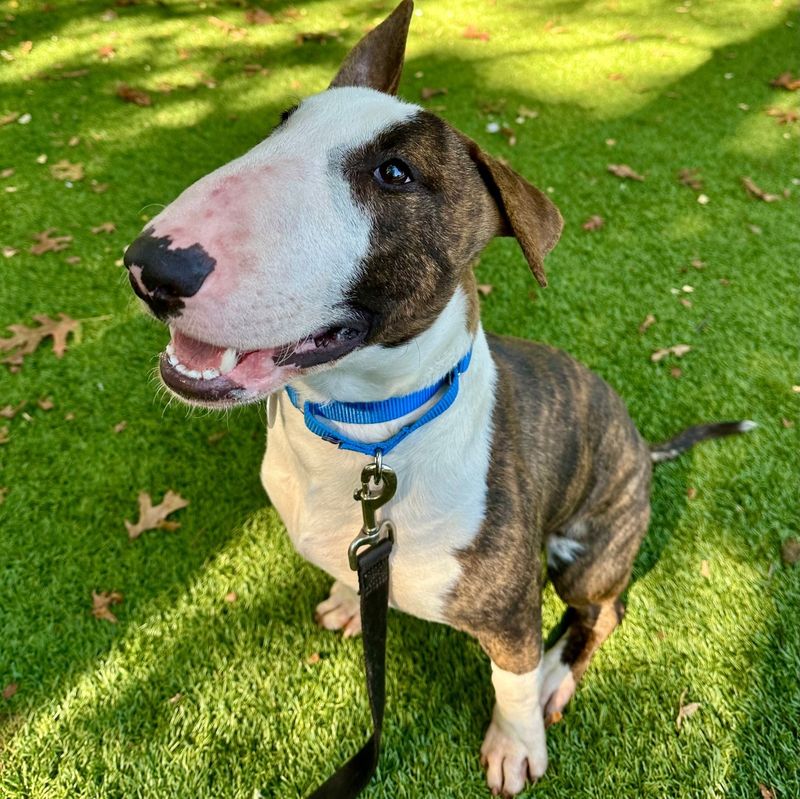 Bull Terrier