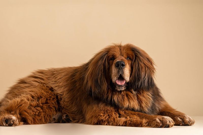 Tibetan Mastiff