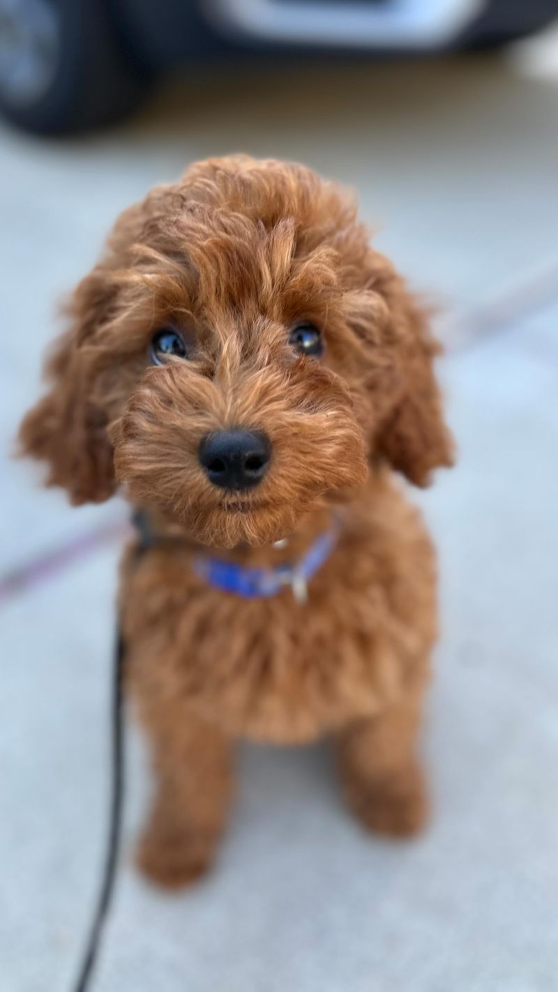 Poodle (Miniature)