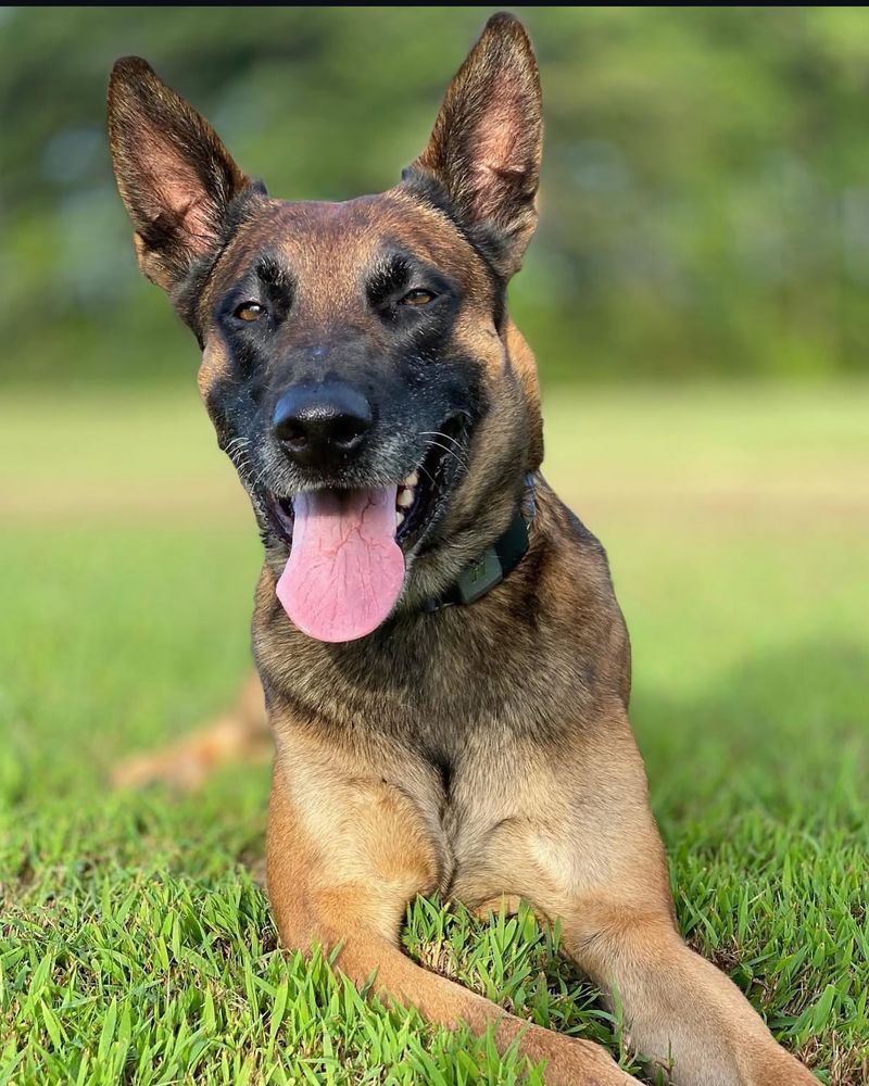 Belgian Malinois