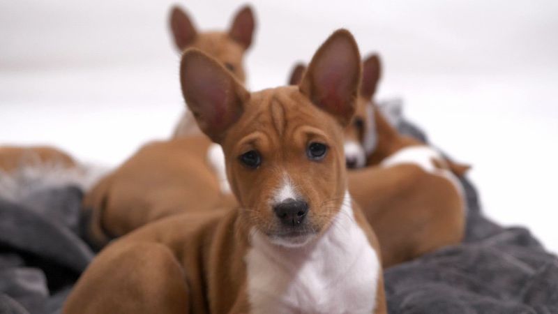 Basenji