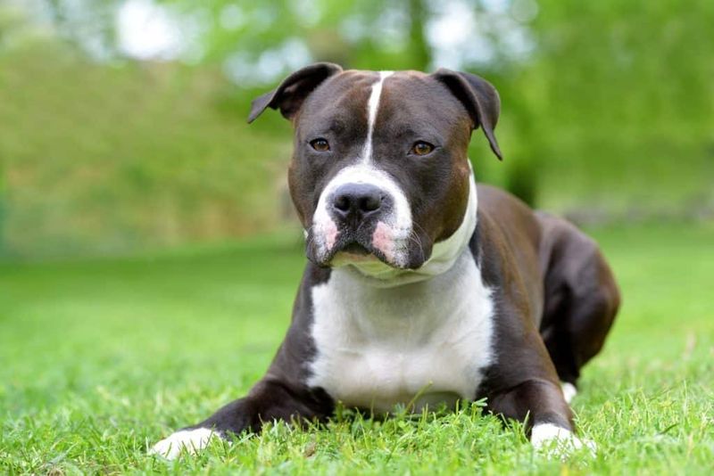 American Staffordshire Terrier