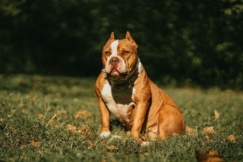 Classic Bully