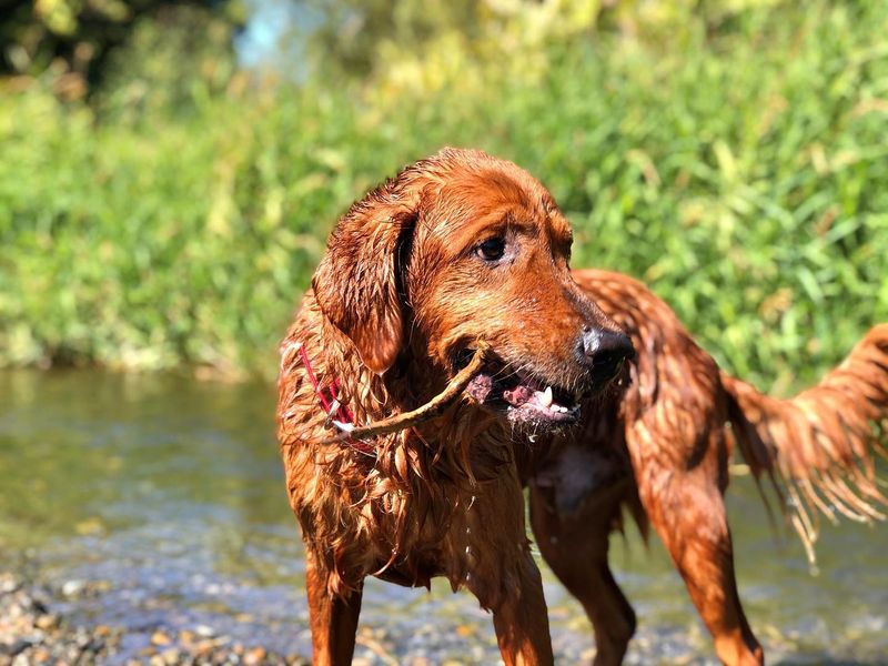 Irish Setter