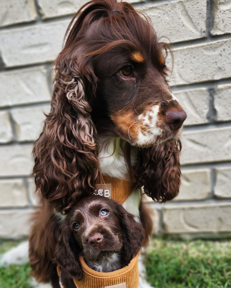 Cocker Spaniel
