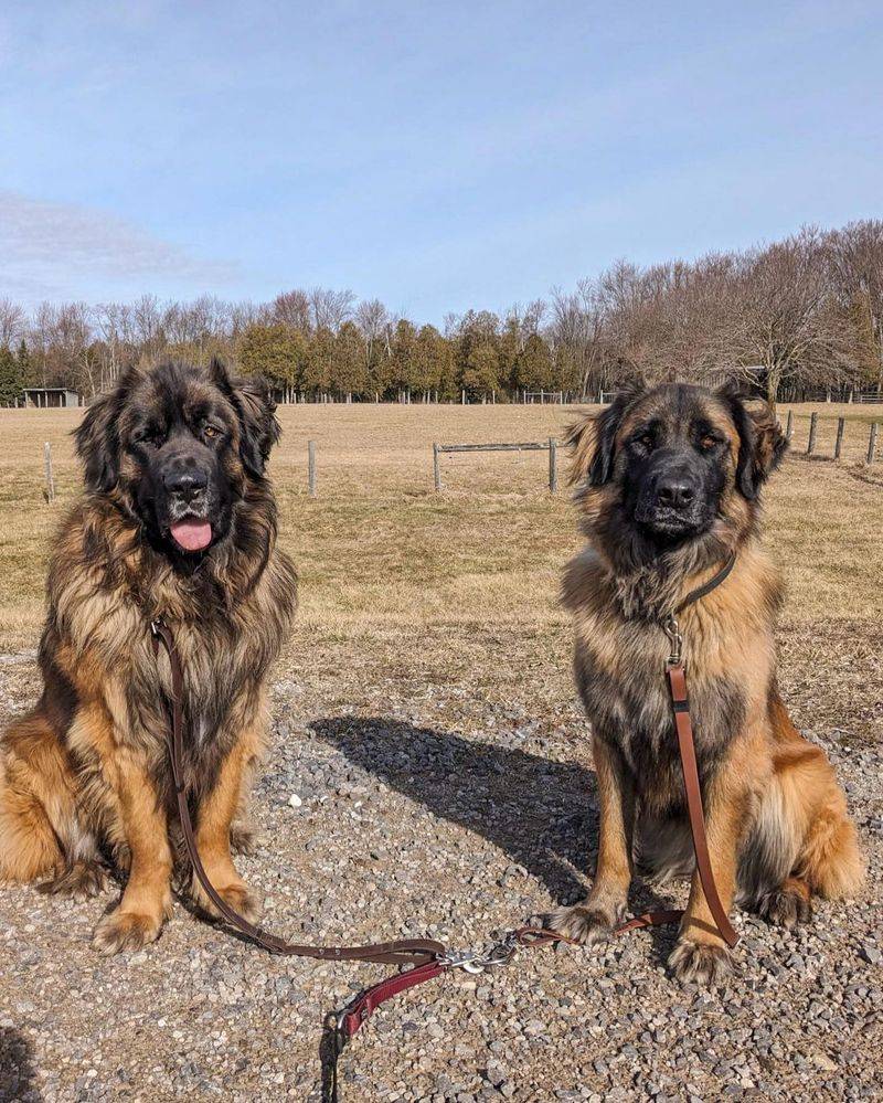 Leonberger