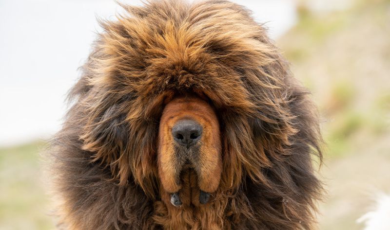 Majestic Appearance