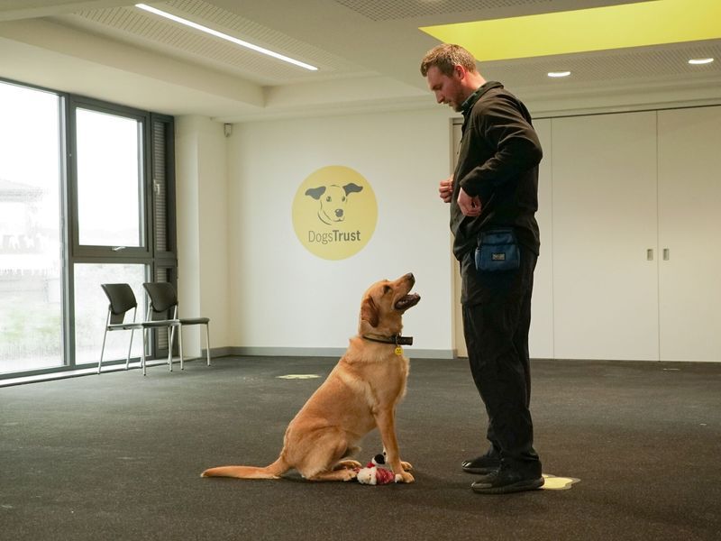 Understanding Your Dog's Needs