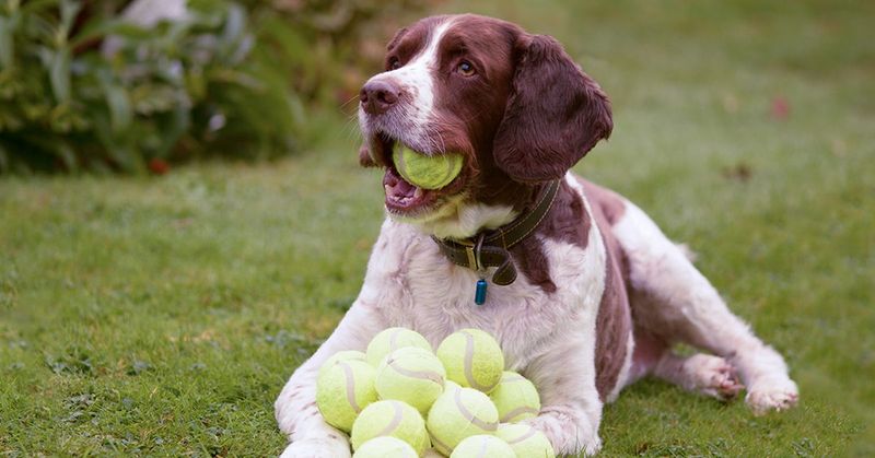 Tennis Balls