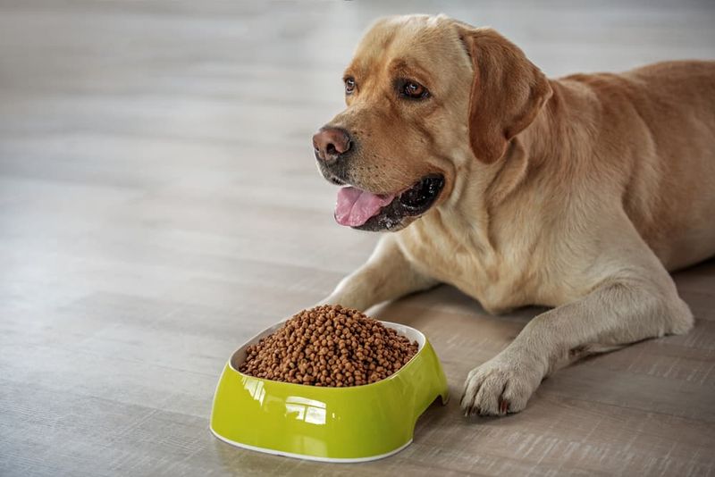 Nutritious Dog Food