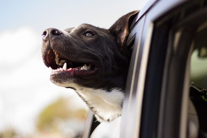 Joyful Barking