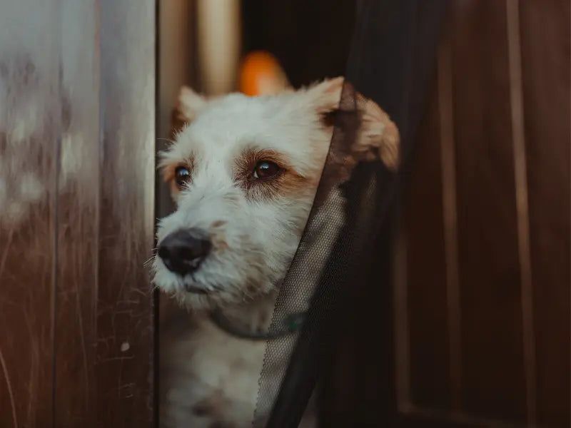 Hiding