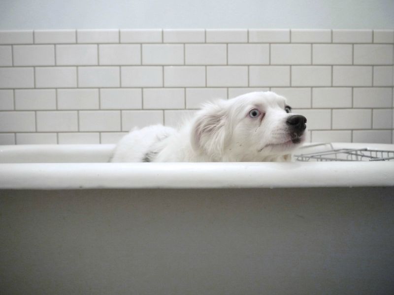 Bath Time Terrors