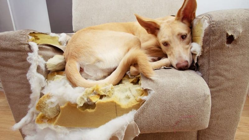 Destructive Chewing