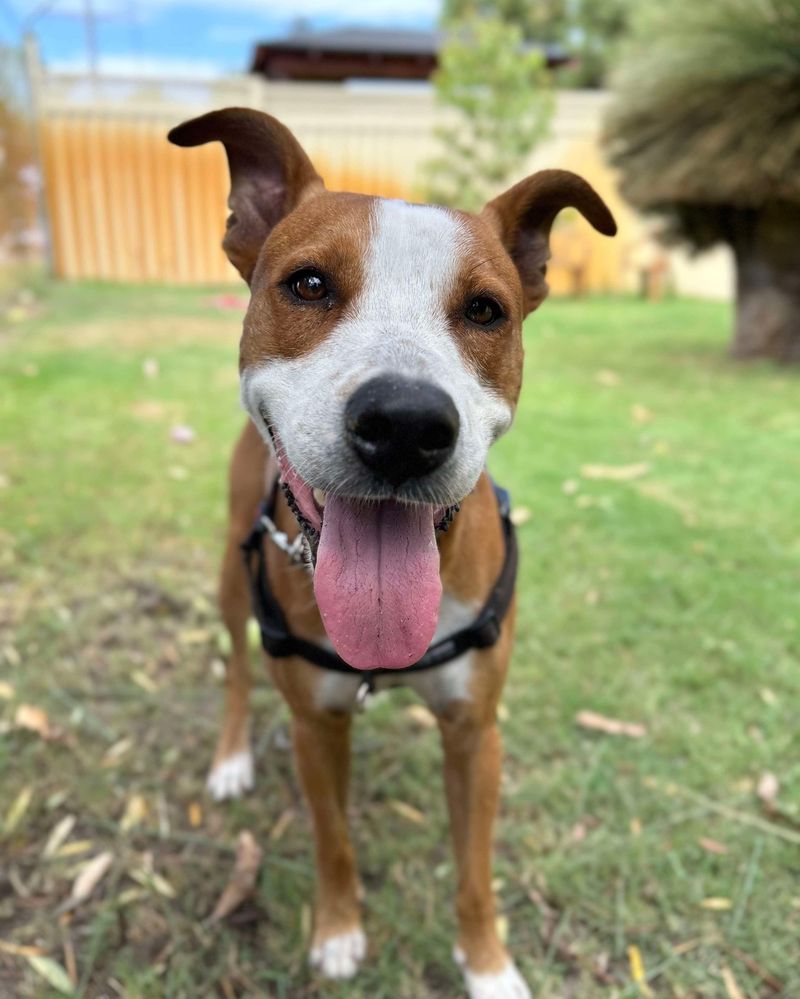 Milo