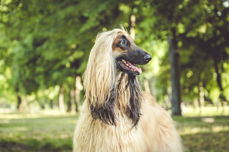 Preserving Rare Breeds