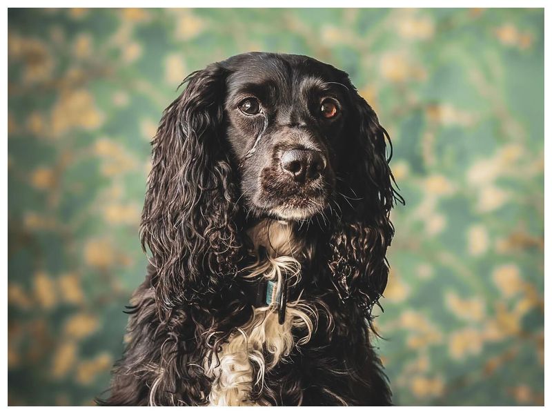 Field Spaniel