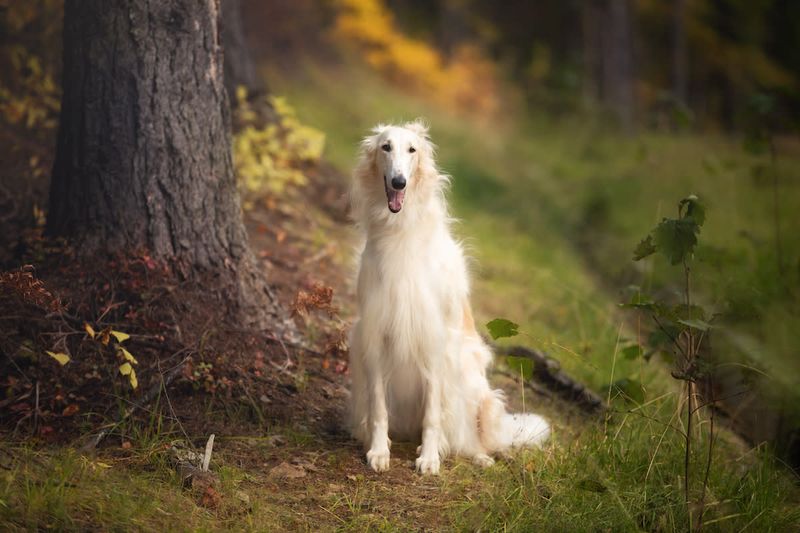 Russian Borzoi