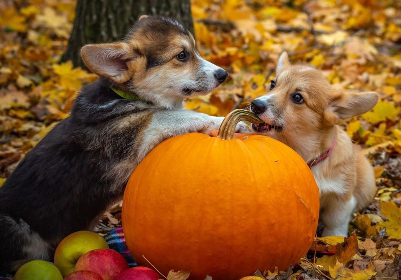 Pumpkin