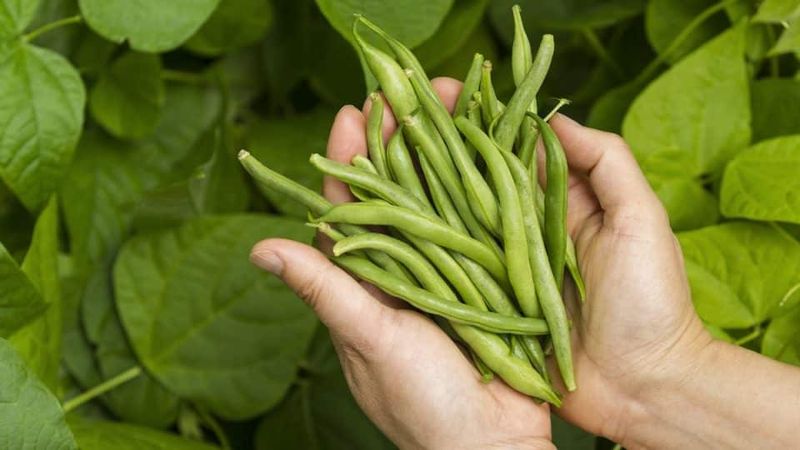 Green Beans