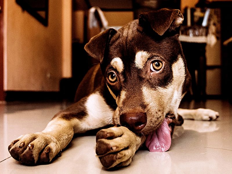 Excessive Licking