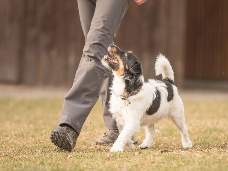 Obedience Classes