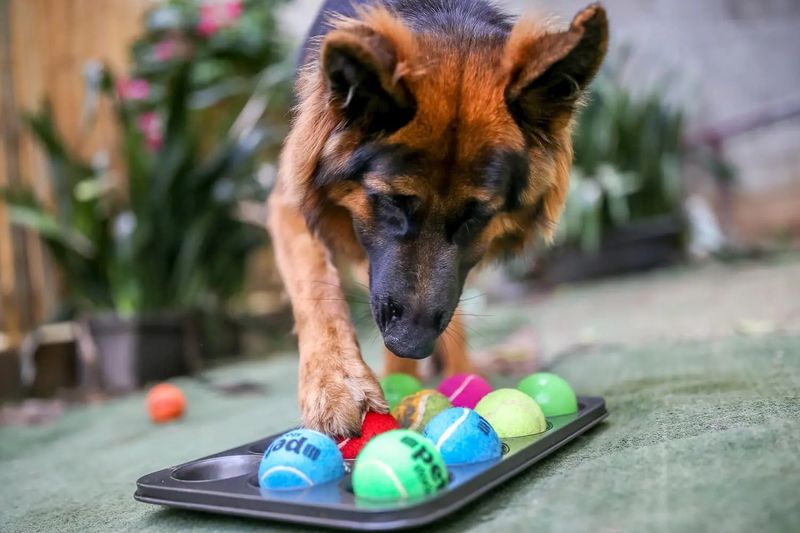 Interactive Toys