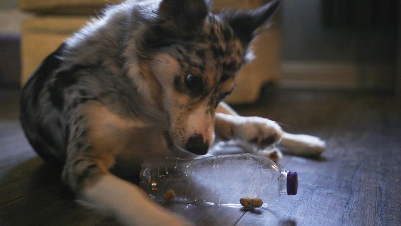 Bottle Treat Dispenser