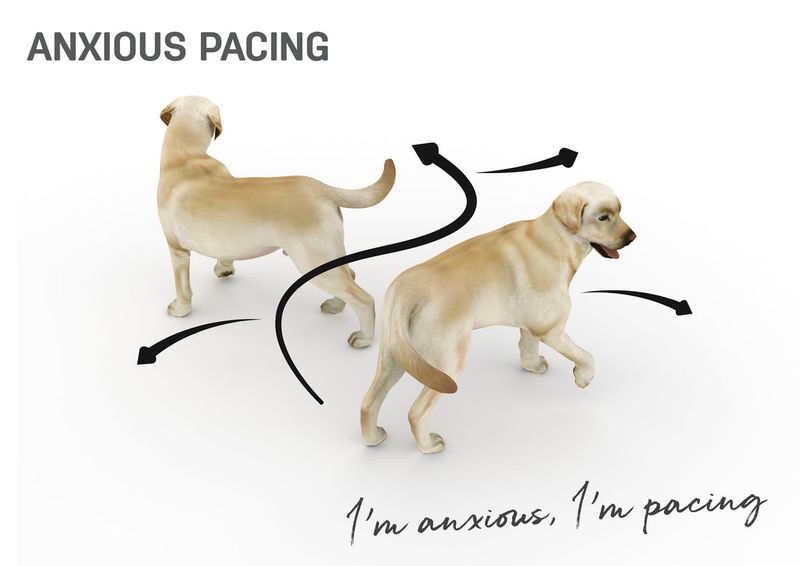 Pacing Back and Forth