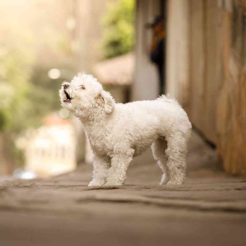 Barking