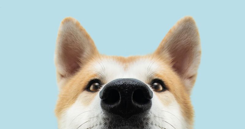 Ears Perked Up
