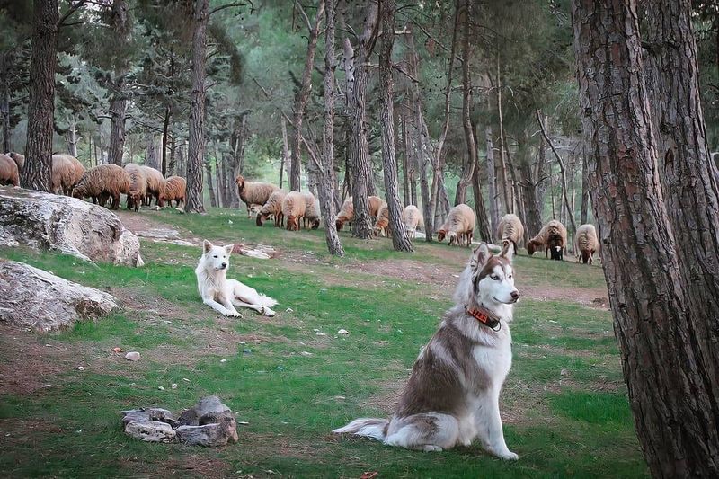 Canaan Dog