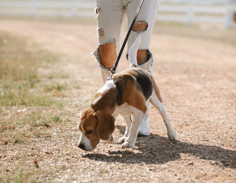 Sniffing Adventures