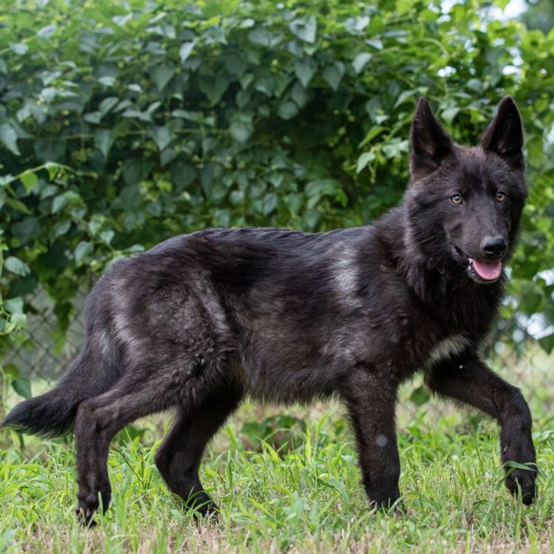 Alaskan Noble Companion Dog