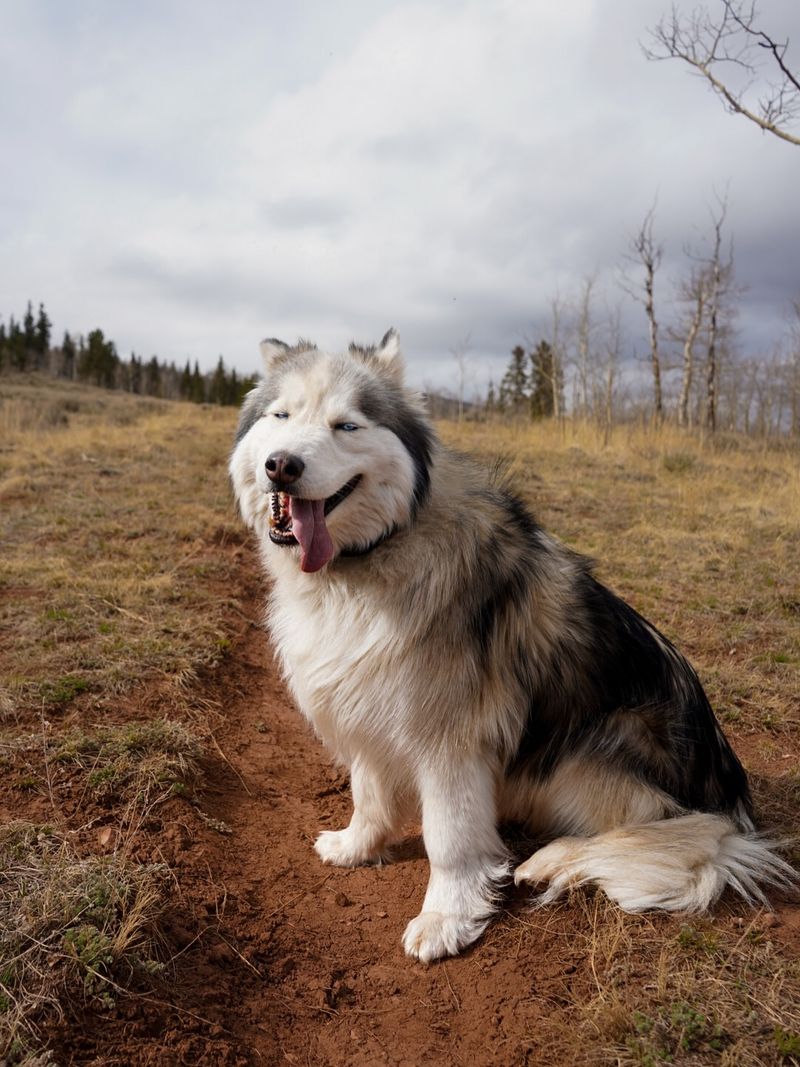Siberian Husky