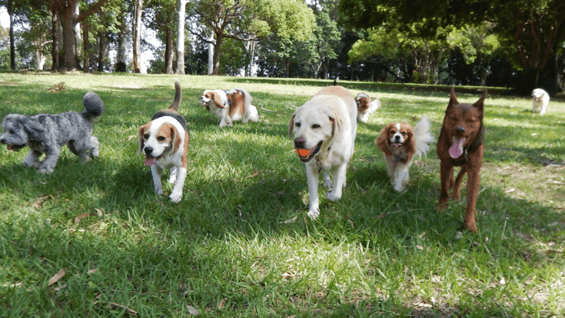 Socializing with Other Dogs