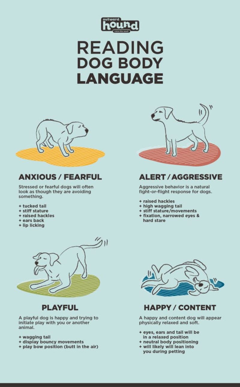 Understand Your Dog's Limits