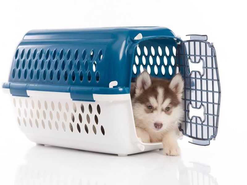 Consider Crate Training