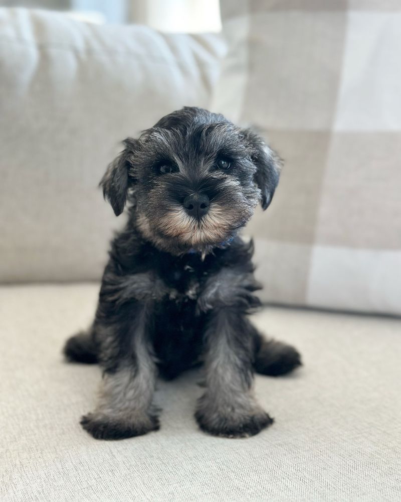 Teacup Schnauzer