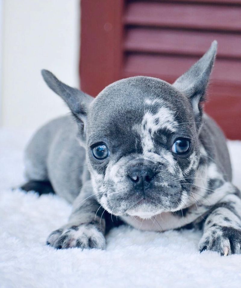 Teacup French Bulldog