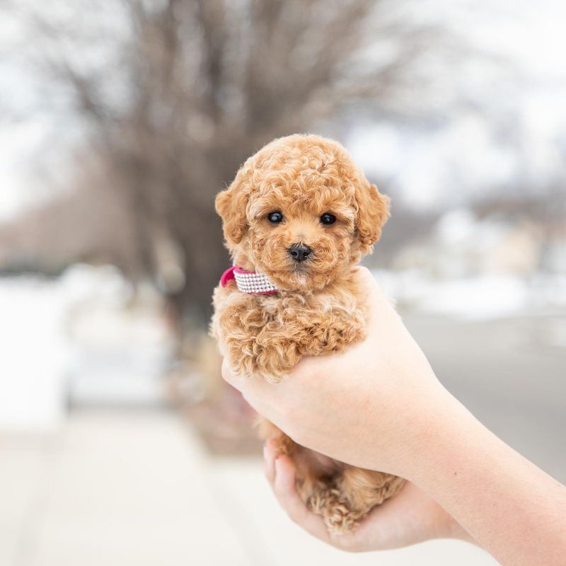 Teacup Poodle