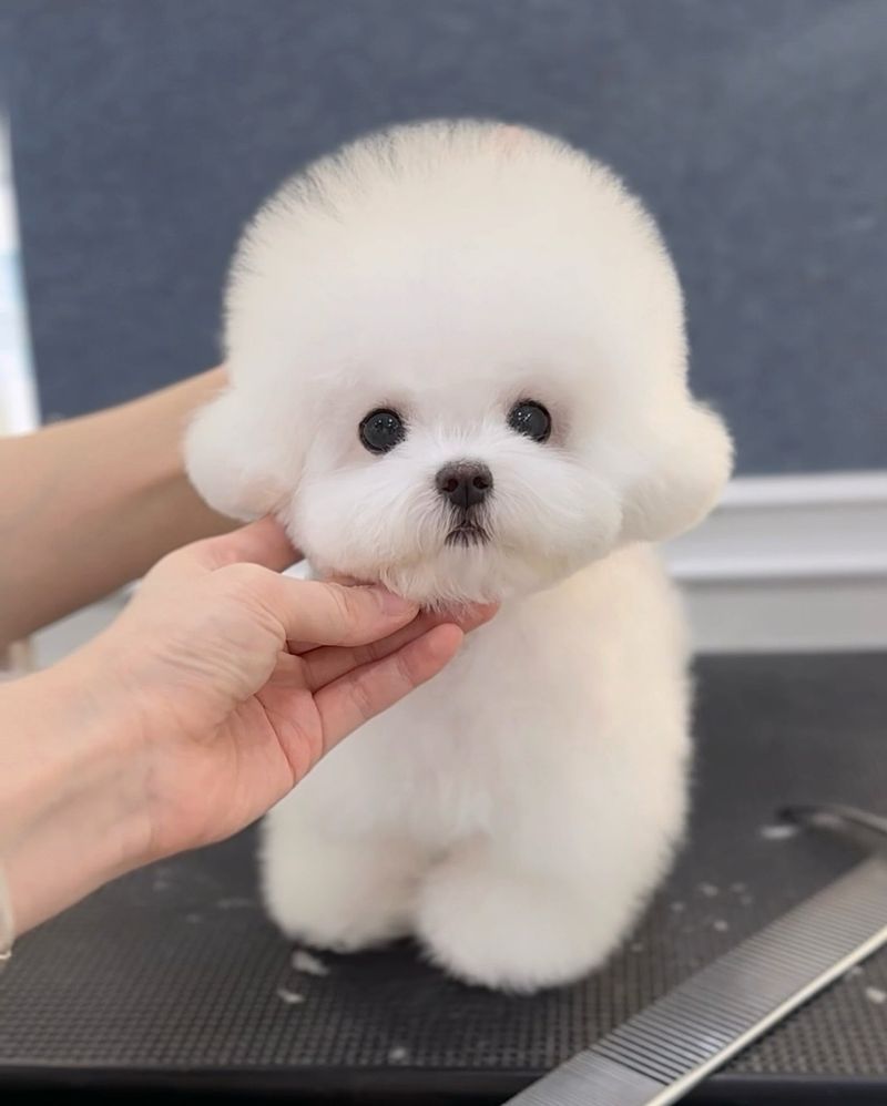 Teacup Bichon Frise