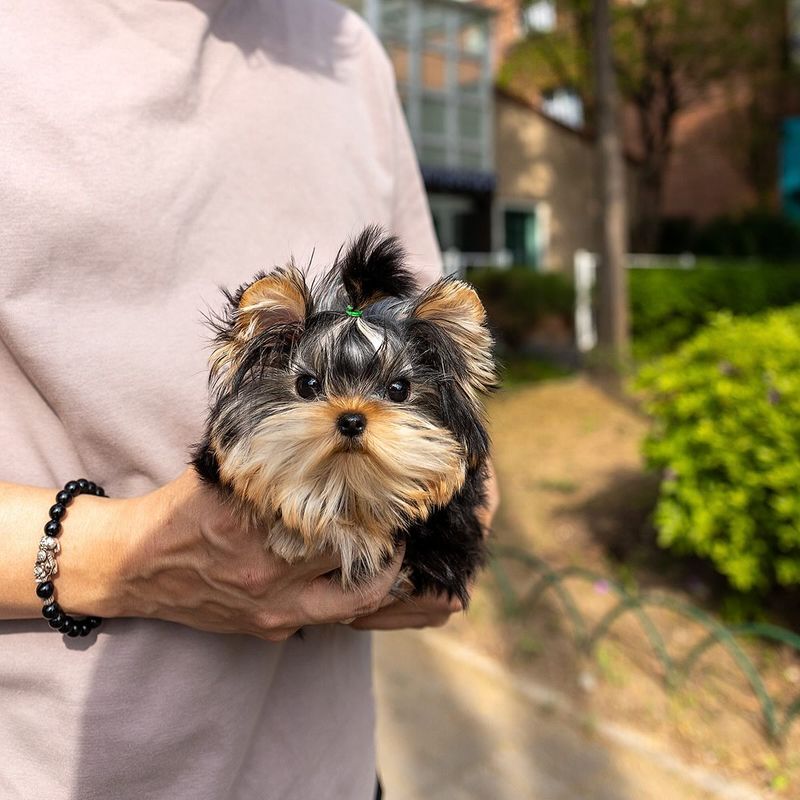 Teacup Yorkie