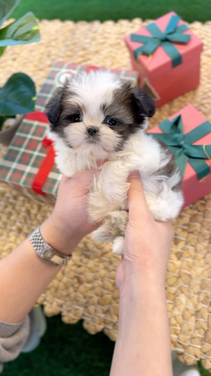 Teacup Shih Tzu