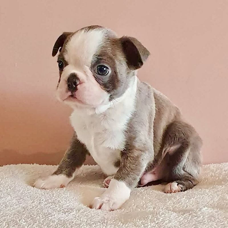 Teacup Boston Terrier