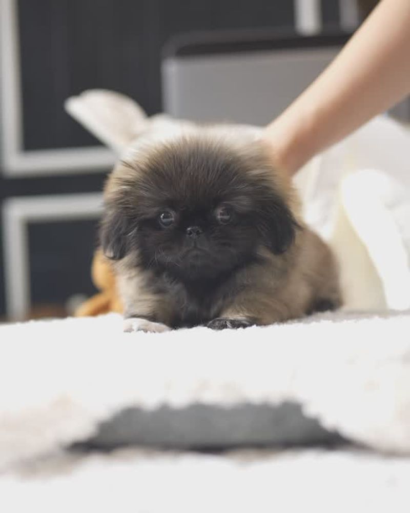 Teacup Pekingese