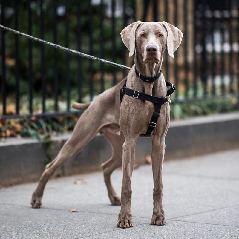 Weimaraner