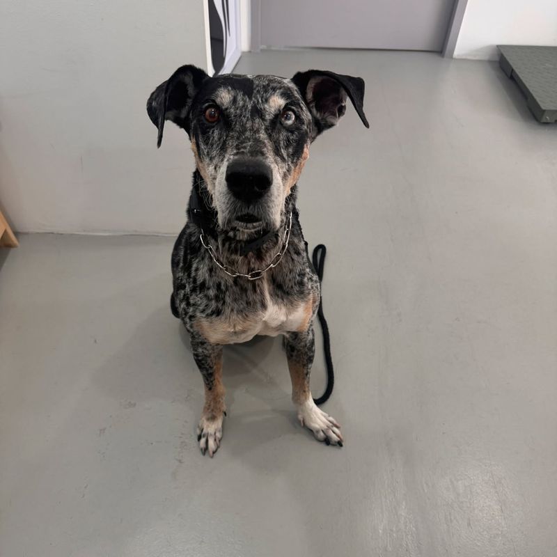 Catahoula Leopard Dog