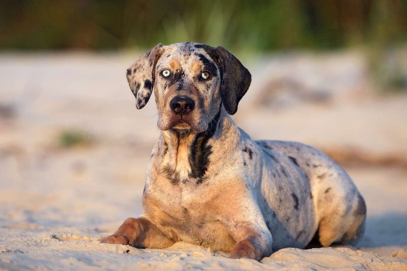 Catahoula Leopard Dog